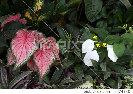 Karadyamu and Konlonka Karadyamu and Konlonka 3374388