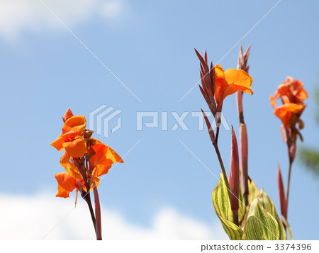 美人蕉 美人蕉 3374396