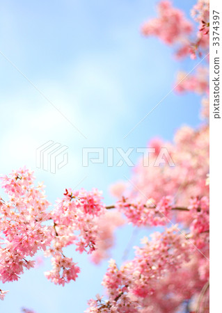 櫻花櫻桃樹 3374397