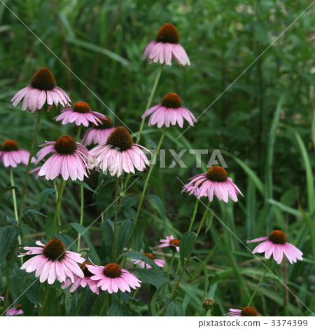 村崎Barengiku 3374399