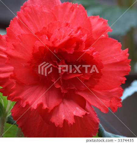 Ogawa Begonia 3374435