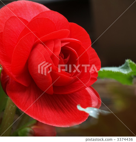 Ogawa Begonia 3374436