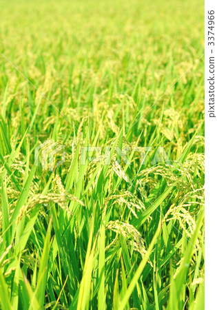 Rice plants with blue fruits. 3374966