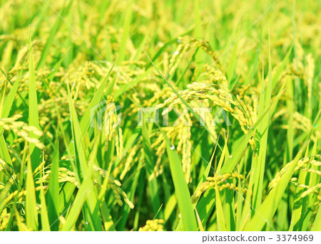 Rice plants with blue fruits. 3374969