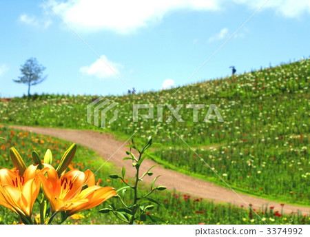 Lily of summer flowers Summer scenery 3374992