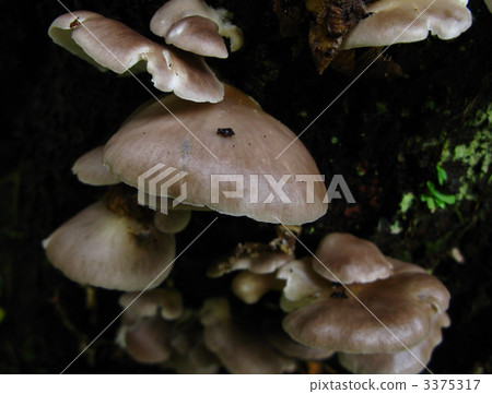 Edible mushrooms Edible mushrooms 3375317