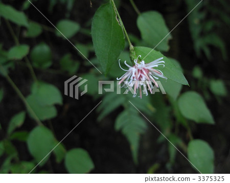 Flower of Koyabuki 3375325