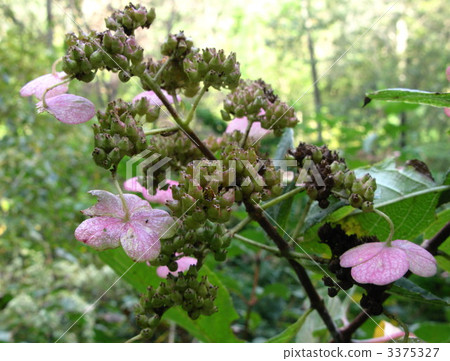 Pinkish decorative flowers Pinkish decorative flowers 3375327