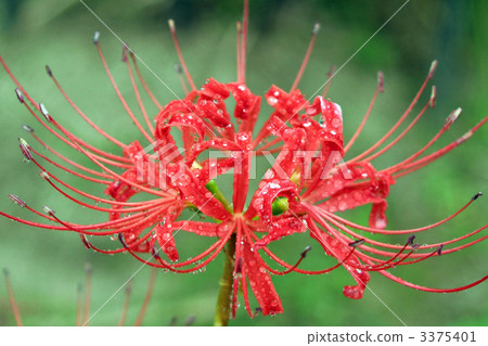 群集孤挺花 群集孤挺花 3375401