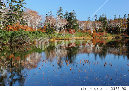 Shinsen swamp Shinsen swamp 3375490