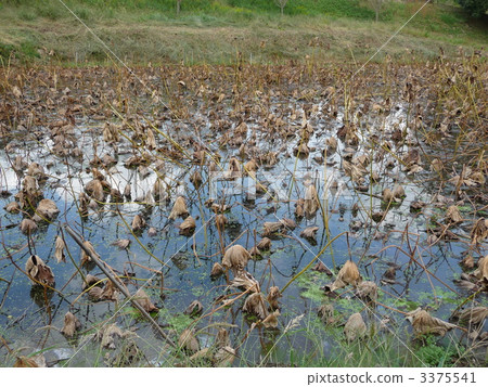 Lotus root lotus field 3375541