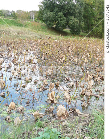 蓮藕蓮花田 3375542