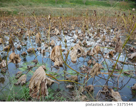Lotus root lotus field 3375544
