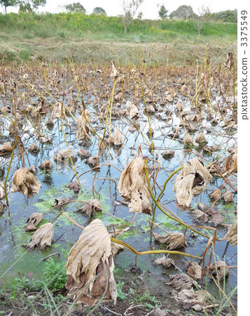 蓮藕蓮花田 3375549