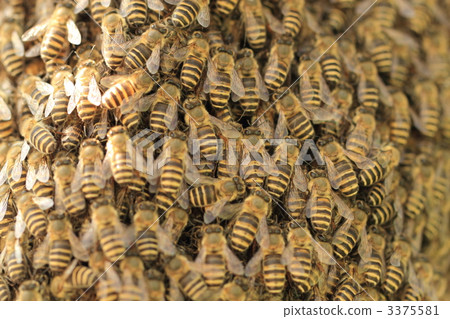 Minute bee / divider Minute bee / divider 3375581