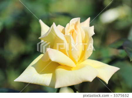 Tianjin Maiden of the Rose Tianjin Maiden of the Rose 3375632