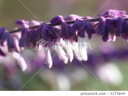 Amethyst Sage flowers 3375644