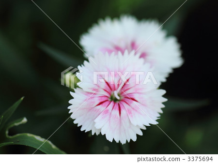 Vision Nessico 3375694