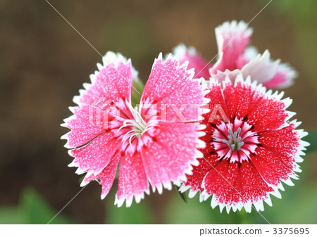 Vision Nessico 3375695