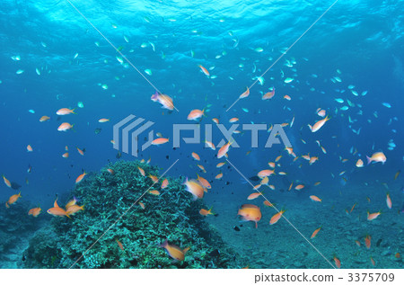 金魚Hanadai Ranbu 3375709