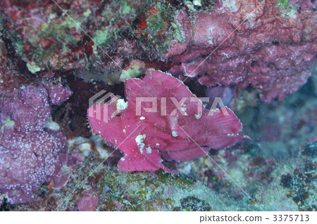 Hadaka Haokoze Hadaka Haokoze 3375713