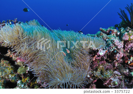 Hanabira Anemone fish 3375722