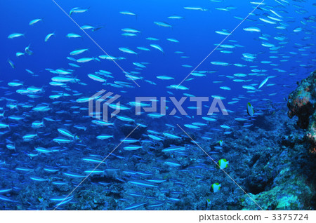 一群肌肉 3375724