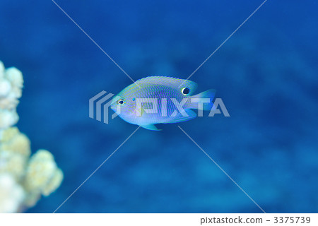 黑眼睛的麻雀 3375739