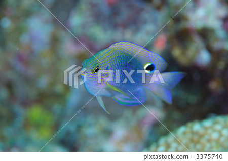 黑眼睛的麻雀 3375740