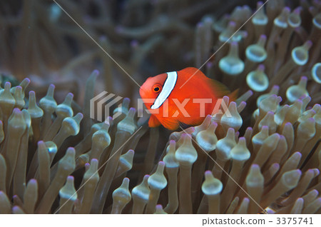 Hanabira Anemone fish Hanabira Anemone fish 3375741