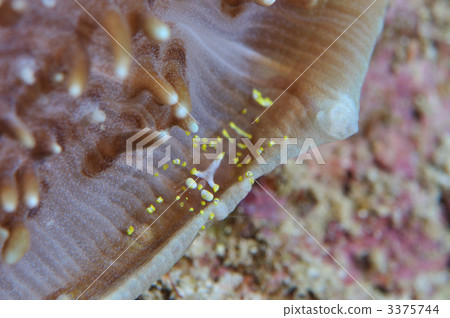 Shark's elephant shrimp Shark's elephant shrimp 3375744