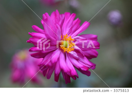  雙開花秋季三木 3375813