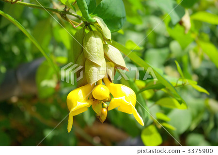 Kibana Youlak花 3375900