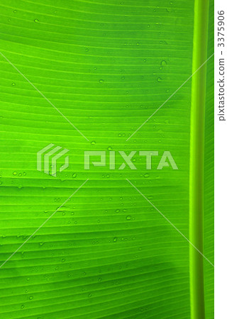 Banana leaf background material 3375906