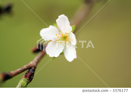 兩年一度的櫻花樹 兩年一度的櫻花樹 3376177
