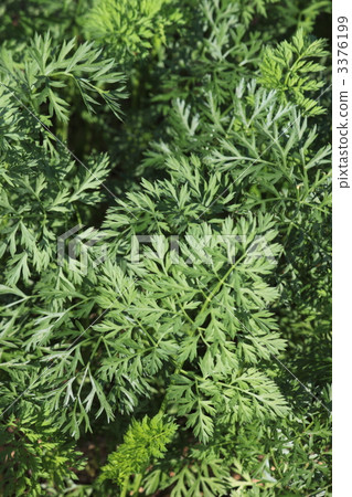 carrots, carrot, carrot leaf 3376199