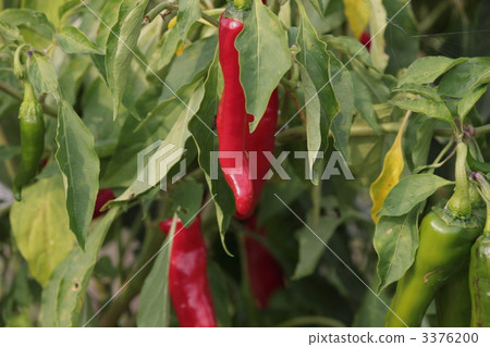 red chili pepper, akato, cultivation 3376200