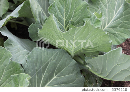 true leaf, cultivation, growth 3376218