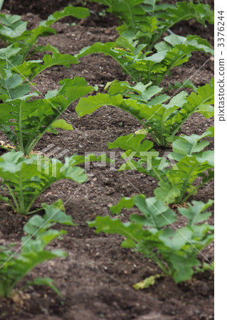 蘿蔔 白蘿蔔葉 耕種的 3376244