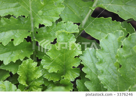 daikon radish leaf, daikon, cultivation 3376246