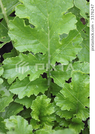 蘿蔔 白蘿蔔葉 耕種的 3376247