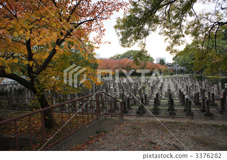 Military cemetery and cherry blossoms 3376282