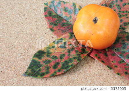 japanese persimmon, persimmon, persimmon leaf 3378905