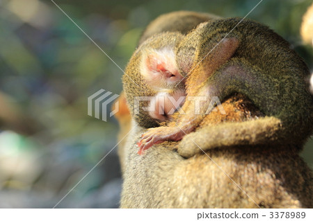 Sleeping baby 3378989