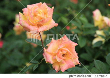 Autumn Rose "Gold Mary '84" 3379064