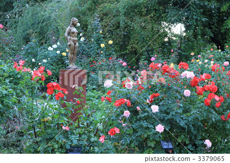 Roses of autumn and women's statue Roses of autumn and women's statue 3379065