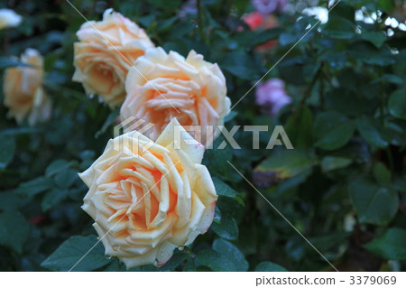 Roses of autumn "Valencia" 3379069