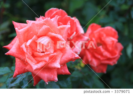 Autumn Rose "New Ave Maria" Autumn Rose "New Ave Maria" 3379071