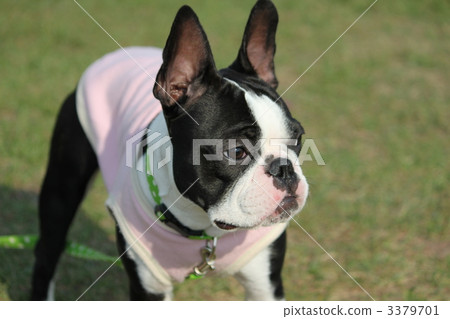 毛孩 狗 狗狗 3379701