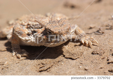 Sabaku Tsuno lizard Sabaku Tsuno lizard 3379702